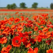 1. Field of poppies