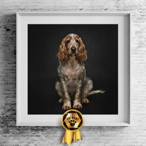 Photo of a Springer Spanier