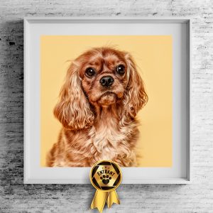 Photo of a King Charles Spaniel