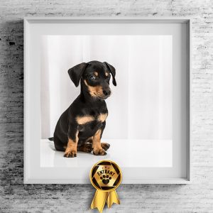 photo of a dachshund puppy