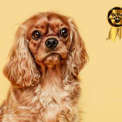 King Charles Spaniel on yellow background