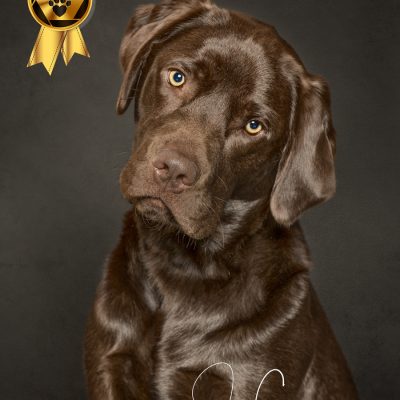 Headshot of a chocolate labrador