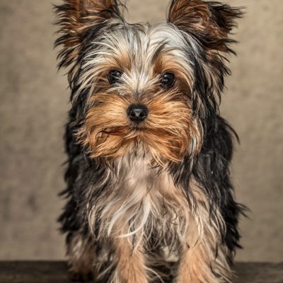 Yorkshire Terrier