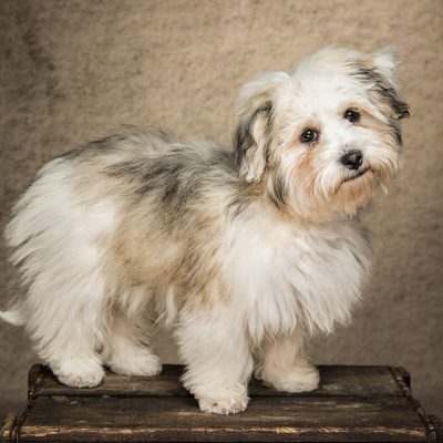 Fluffy dog