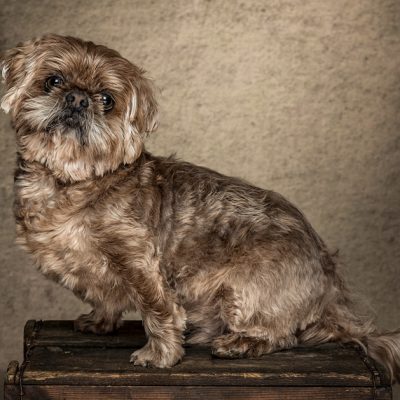 Maltese Terrier