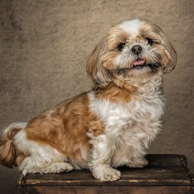 Maltese Terrier
