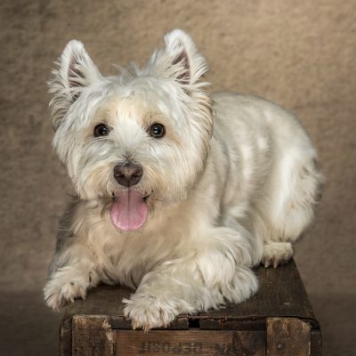West Highland Terrier