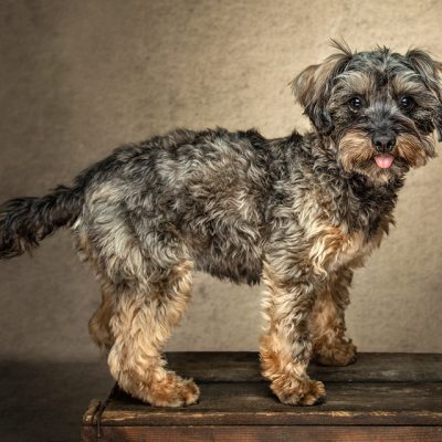 Poodle/Yorkshire Terrier cross
