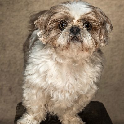 Maltese Terrier