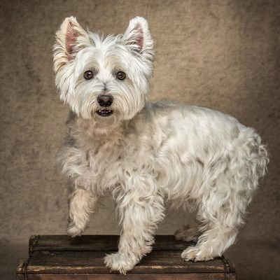West Highland Terrier