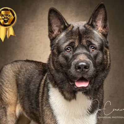 American Akita dog