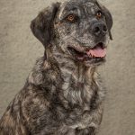 This handsome boy is in permanent foster care for the same reason as the previous. Sponsorship would really help support his care.
