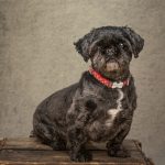 This “butter wouldn’t melt” is also in permanent foster care as she is a nipper too!