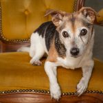 This little lady is very sprightly for her 16 years. Living permanently with a foster carer, she needs sponsorship to help fund her twilight years.