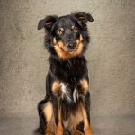 This border collie cross is a lively chap and would need a confident owner in his forever home.