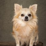 Charlie dog