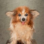 No words! A rescue dog that hadn’t had veterinary care for over 10 years. This little chappy doesn’t have a bottom jaw, well, not one worth talking about. It doesn’t stop him eating or drinking!