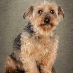 Micki, a gentle senior, who is deaf.