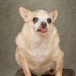 Another senior, who is in need of a forever home for his twilight years.