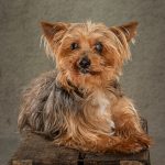 Alfie, another old boy who is partially sighted.