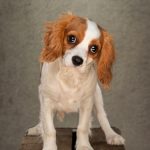 This gorgeous puppy was rescued from a Welsh puppy farm. She has a heart defect that requires surgery if she is to stand any chance of a longer life. Money needs to be raised quickly to cover her veterinary fees.