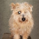 This poor girl is not as old as she looks. She is only about six years old and had been mistreated. Missing one eye and blind in the other, but keen on cuddles!