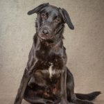 Taffi is a very young labrador, who oozes character.