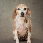 Mindy’s sister, Opal. She too was rescued from a puppy farm and wants to go to her forever home.
