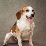 Ex-puppy farm breeding bitch, Mindy, needs some TLC now. Approximately 4 years old.