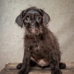 Pepper & Percy, 10 week old Pug/Poodle cross puppies needing lots of TLC in a forever home.