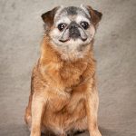 Meet Fred. Fred is a 12 year old Griffon, who now lives very happily with Scooby in his forever home.