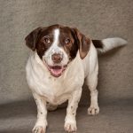 Scooby is a successful rescue who needs continued sponsorship to keep a smile on his face.