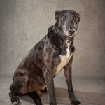 Sam is and old Lurcher who is in permanent foster care. He is approximately 12 years old and needs sponsorship to help him in his twilight years.