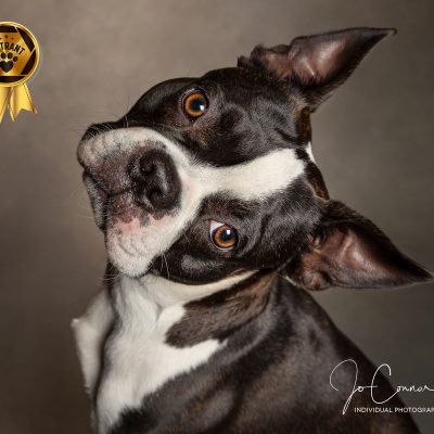 Boston Terrier with huge head tilt