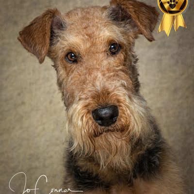 Ayredale Terrier