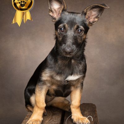 German Shepherd cross puppy