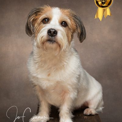 Shih Tzu x Jack Russell