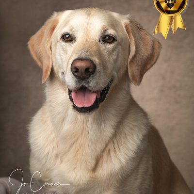 Yellow labrador