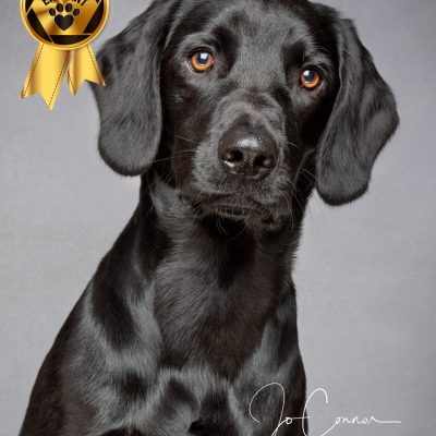 Springador (cross between a labrador and springer spaniel)