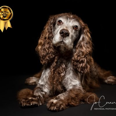 Working Cocker Spaniel lay down