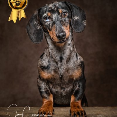 Miniature Dachschund with one blue eye