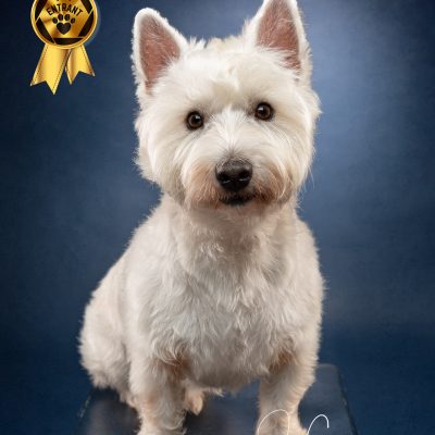 West Highland Terrier