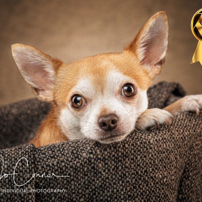 Chihuahua lay on a chair
