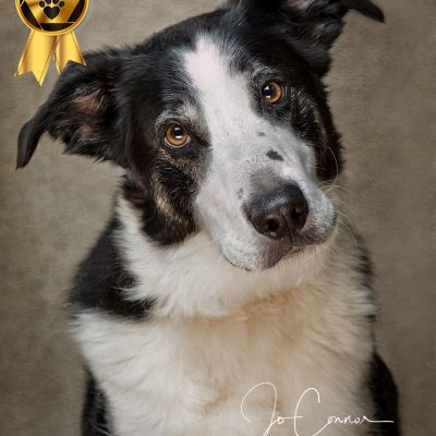 Older Border Collie looking straight on and whistful.