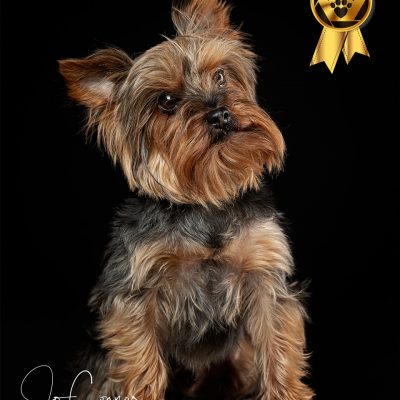 Yorkshire Terrier sitting looking up to the left