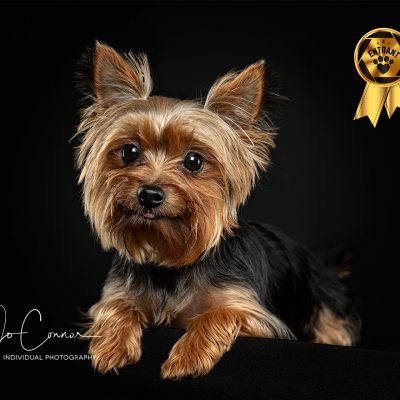 Yorkshire Terrier with tongue poking out