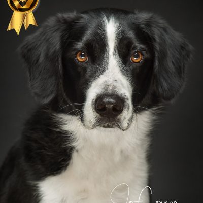 Border collie portrait
