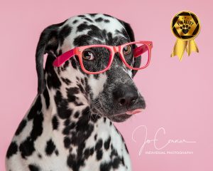 Penny Finalist in competition - Dalmation