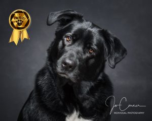 Nala Finalist in competition - Newfound/GSD cross