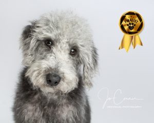 Earl Finalist in competition - Bedlington/Poodle cross